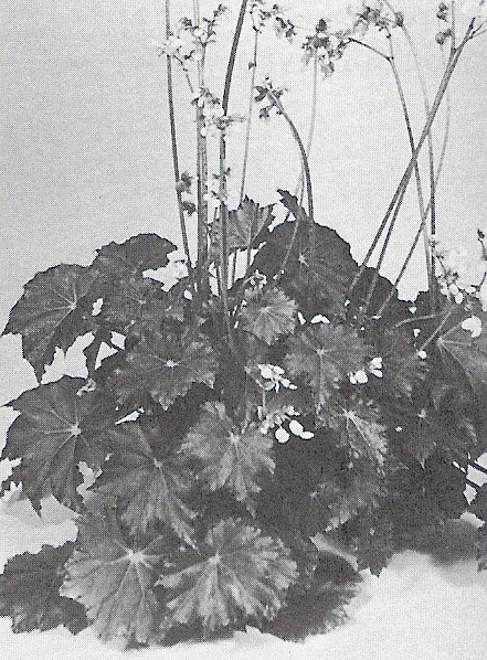 B. ‘Neptune’